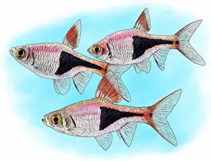 Freshwater Prints: Harlequin fish