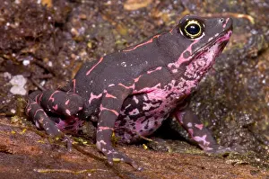 Harlequin Prints: Harlequin Frog