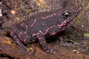 Harlequin Prints: Harlequin Frog