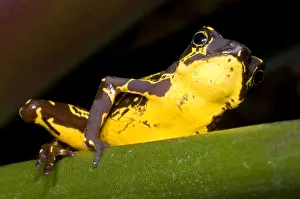 Harlequin Prints: Harlequin Frog