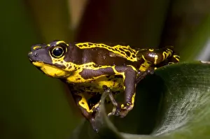 Harlequin Prints: Harlequin Frog
