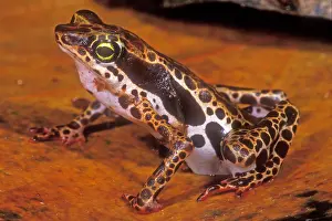 2005 Prints: Harlequin Frog