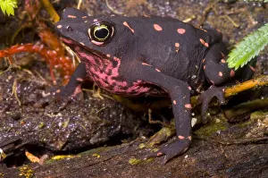 Harlequin Prints: Harlequin Frog