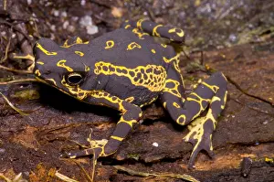Harlequin Prints: Harlequin Frog