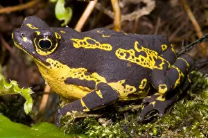 Harlequin Prints: Harlequin Frog