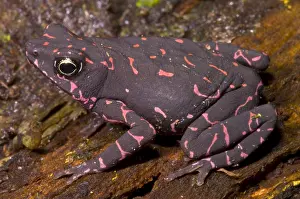 Harlequin Prints: Harlequin Frog