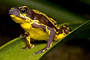 Harlequin Prints: Harlequin Frog