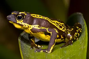 Harlequin Prints: Harlequin Frog