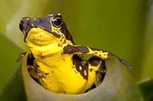 Harlequin Prints: Harlequin Frog