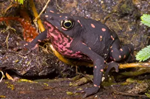 Harlequin Prints: Harlequin Frog
