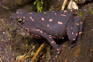 Harlequin Prints: Harlequin Frog
