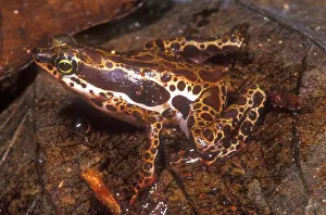 2005 Prints: Harlequin Frog