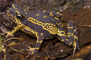 Harlequin Prints: Harlequin Frog
