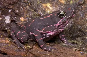 Harlequin Prints: Harlequin Frog