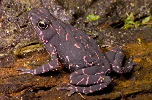 Captivity Prints: Harlequin Frog
