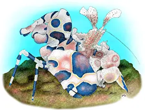 Harlequin Prints: Harlequin Shrimp