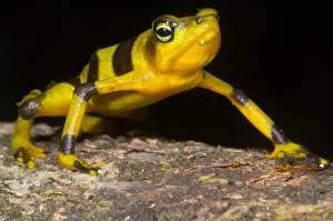 Harlequin Prints: Harlequin Toad