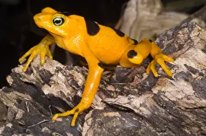 Harlequin Prints: Harlequin Toad