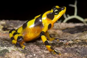 Harlequin Prints: Harlequin Toad