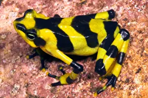 Extinct Prints: Harlequin Toad