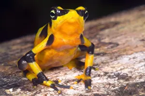 Extinct Prints: Harlequin Toad
