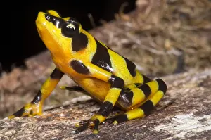 Extinct Prints: Harlequin Toad