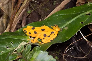 Extinct Prints: Harlequin Toad