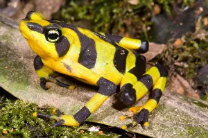 Extinct Prints: Harlequin Toad