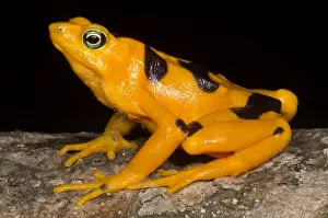 Extinct Prints: Harlequin Toad
