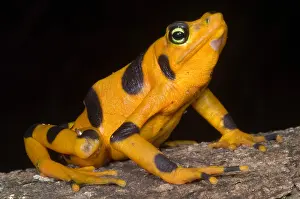Extinct Prints: Harlequin Toad