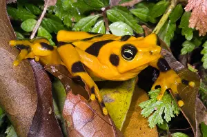 Extinct Prints: Harlequin Toad