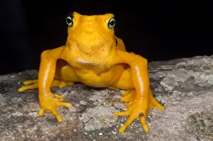 Extinct Prints: Harlequin Toad
