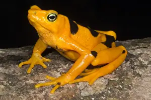 Extinct Prints: Harlequin Toad