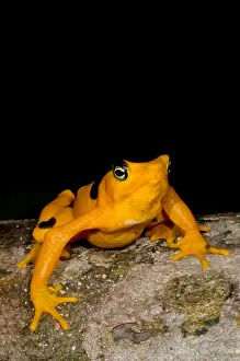 Extinct Prints: Harlequin Toad