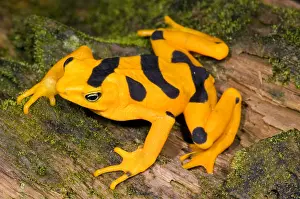 Extinct Prints: Harlequin Toad
