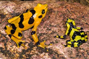 Extinct Prints: Harlequin Toad