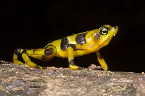 Extinct Prints: Harlequin Toad