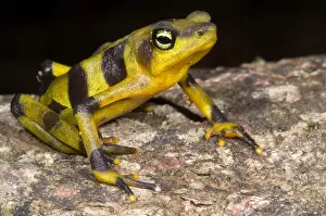 Extinct Prints: Harlequin Toad