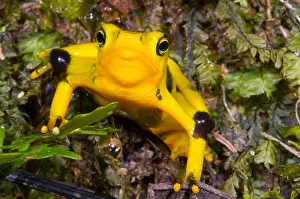 Extinct Prints: Harlequin Toad