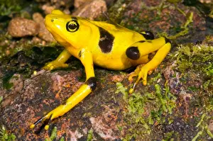 Extinct Prints: Harlequin Toad