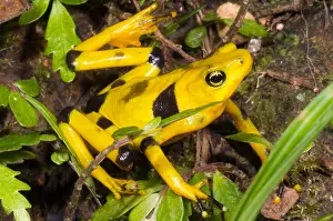 Extinct Prints: Harlequin Toad