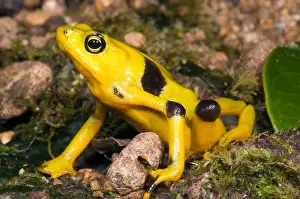 Central Prints: Harlequin Toad