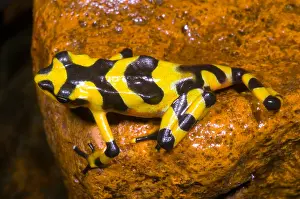 Central Prints: Harlequin Toad