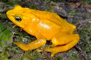 Central Prints: Harlequin Toad