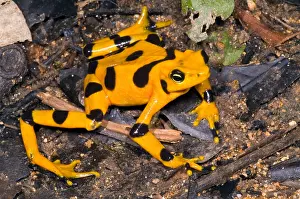 Central Prints: Harlequin Toad