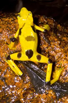 Central Prints: Harlequin Toad