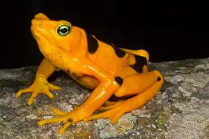 Central Prints: Harlequin Toad