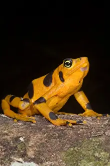 Central Prints: Harlequin Toad