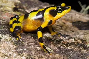 Central Prints: Harlequin Toad