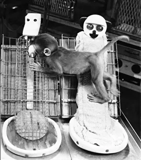 Development Prints: Harlow Monkey Surrogate Mother, Animal Research, Deprivation Experiment